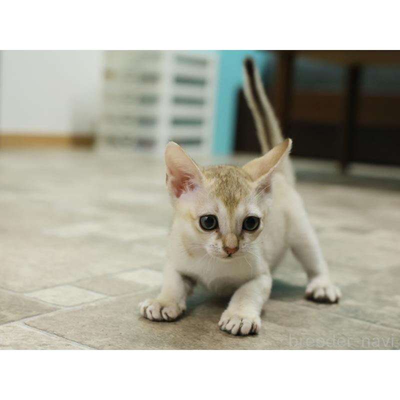 販売中の大阪府のシンガプーラ-133684の8枚目