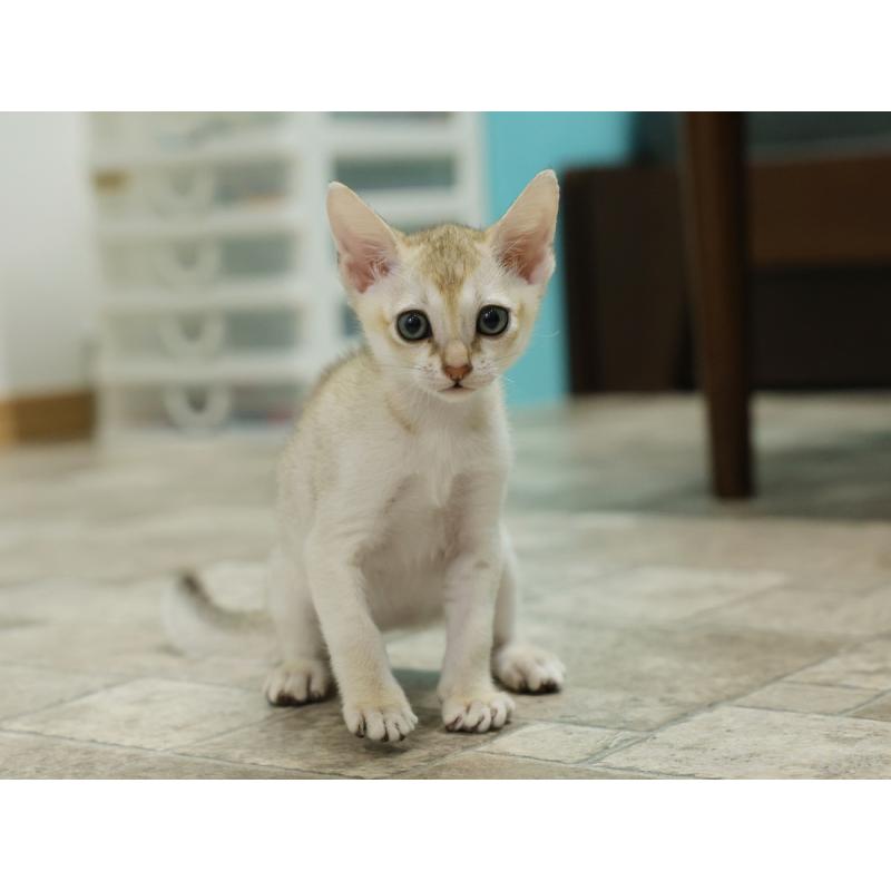 販売中の大阪府のシンガプーラ-133684の6枚目