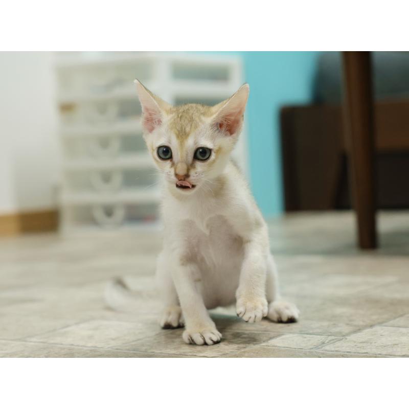 販売中の大阪府のシンガプーラ-133684の5枚目