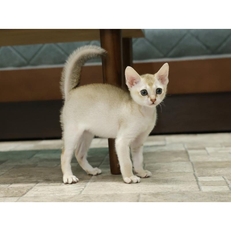 販売中の大阪府のシンガプーラ-133684の4枚目