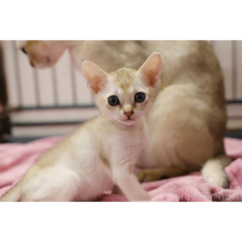 販売中の大阪府のシンガプーラ-133684の3枚目