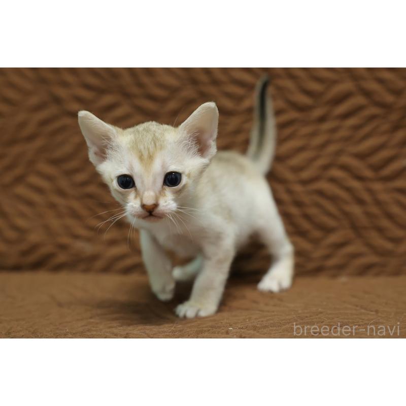 販売中の大阪府のシンガプーラ-133684の2枚目