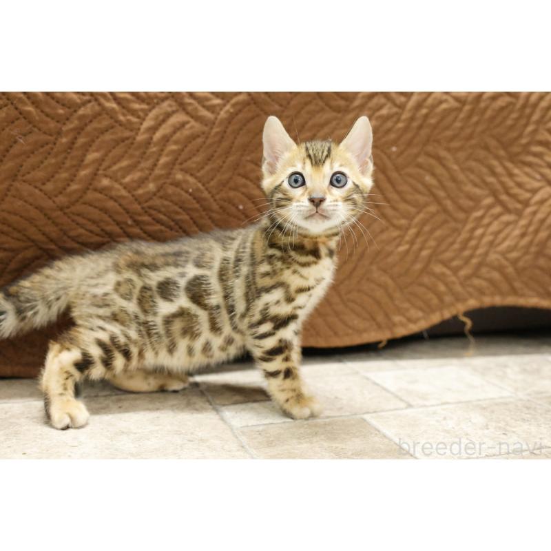 販売中の大阪府のベンガル-133683の8枚目