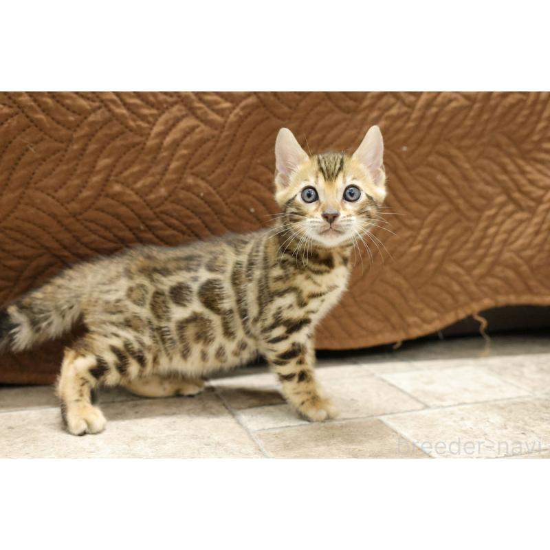 販売中の大阪府のベンガル-133683の7枚目