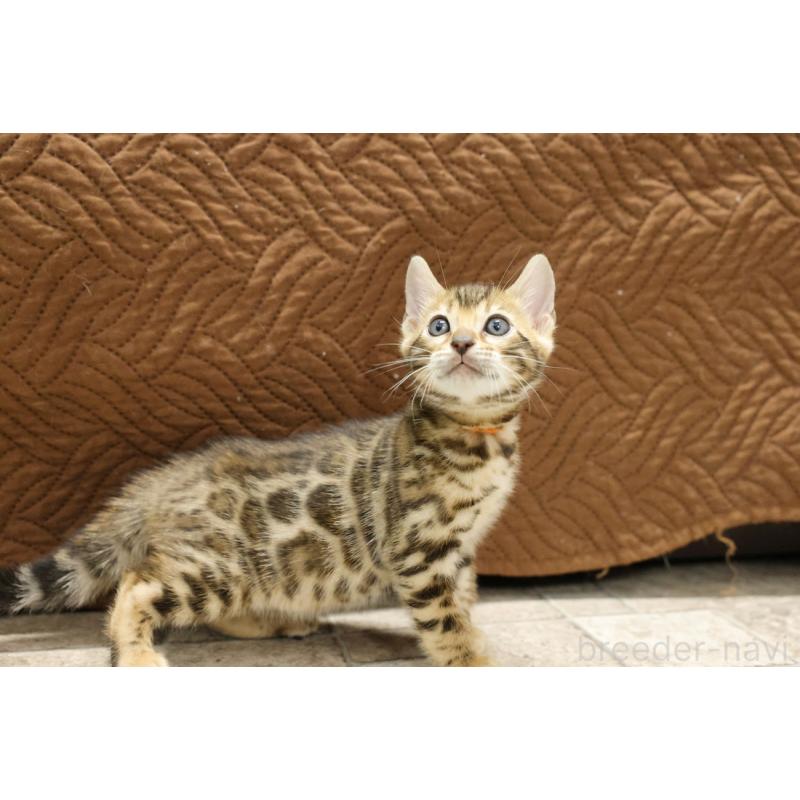 販売中の大阪府のベンガル-133683の6枚目