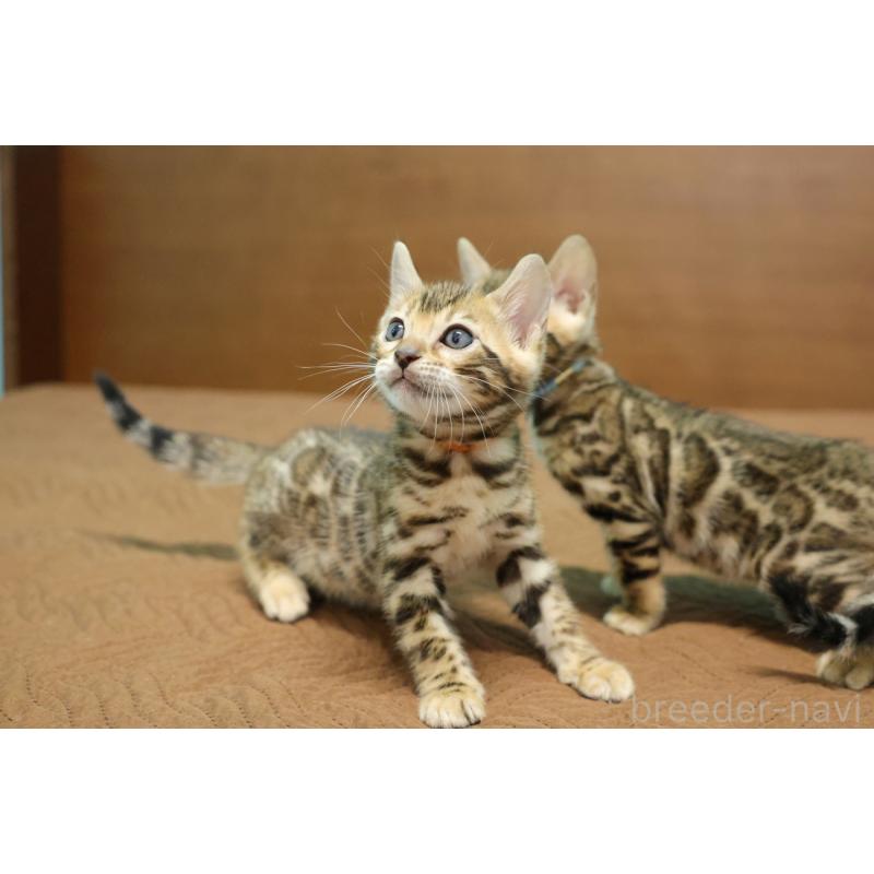 販売中の大阪府のベンガル-133683の5枚目