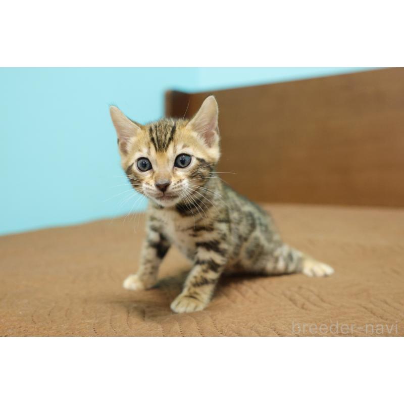 販売中の大阪府のベンガル-133683の4枚目