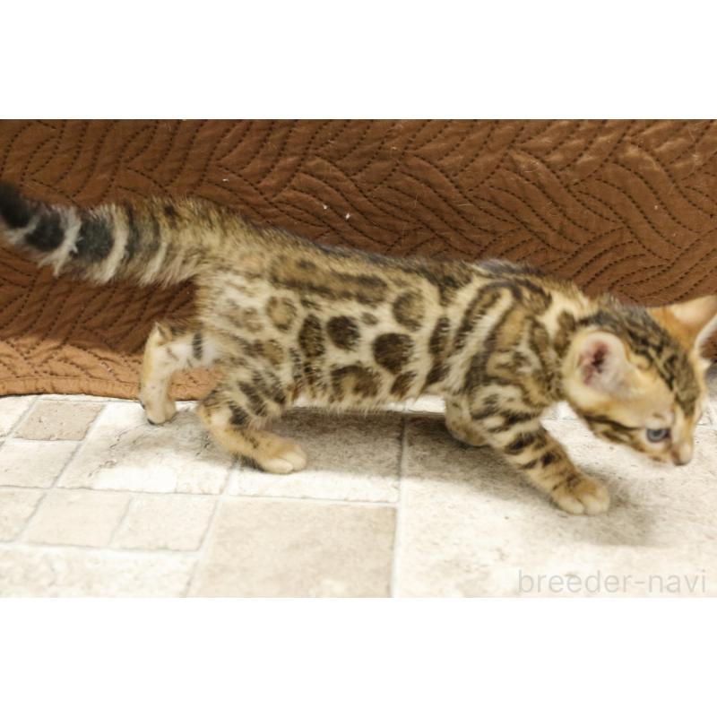 販売中の大阪府のベンガル-133683の3枚目