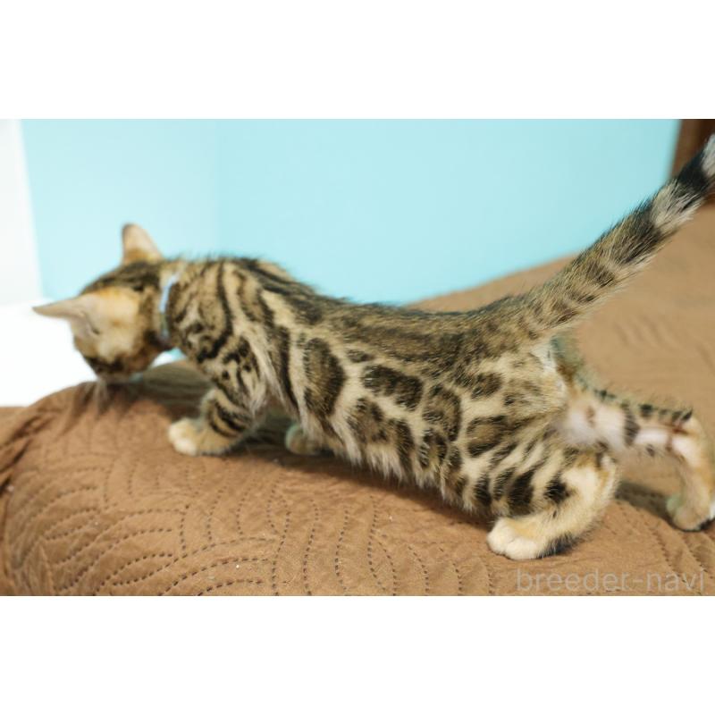 販売中の大阪府のベンガル-133682の6枚目