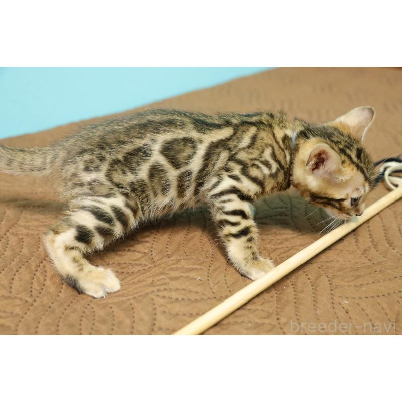 販売中の大阪府のベンガル-133682の5枚目