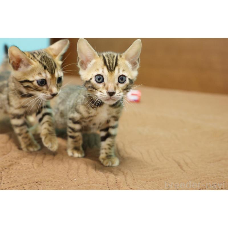 販売中の大阪府のベンガル-133682の4枚目