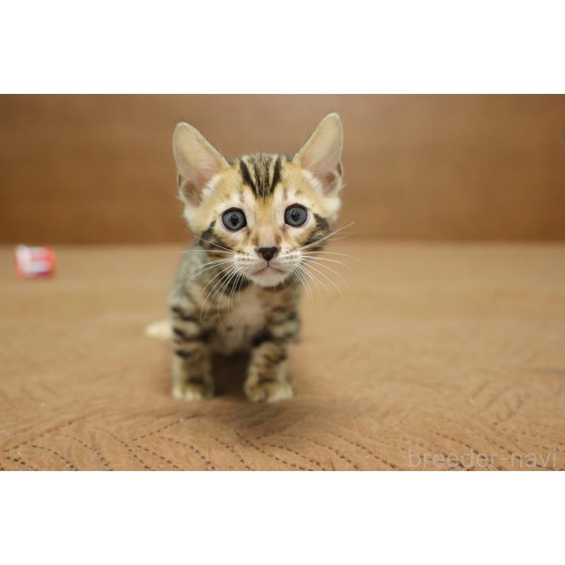 販売中の大阪府のベンガル-133682の3枚目