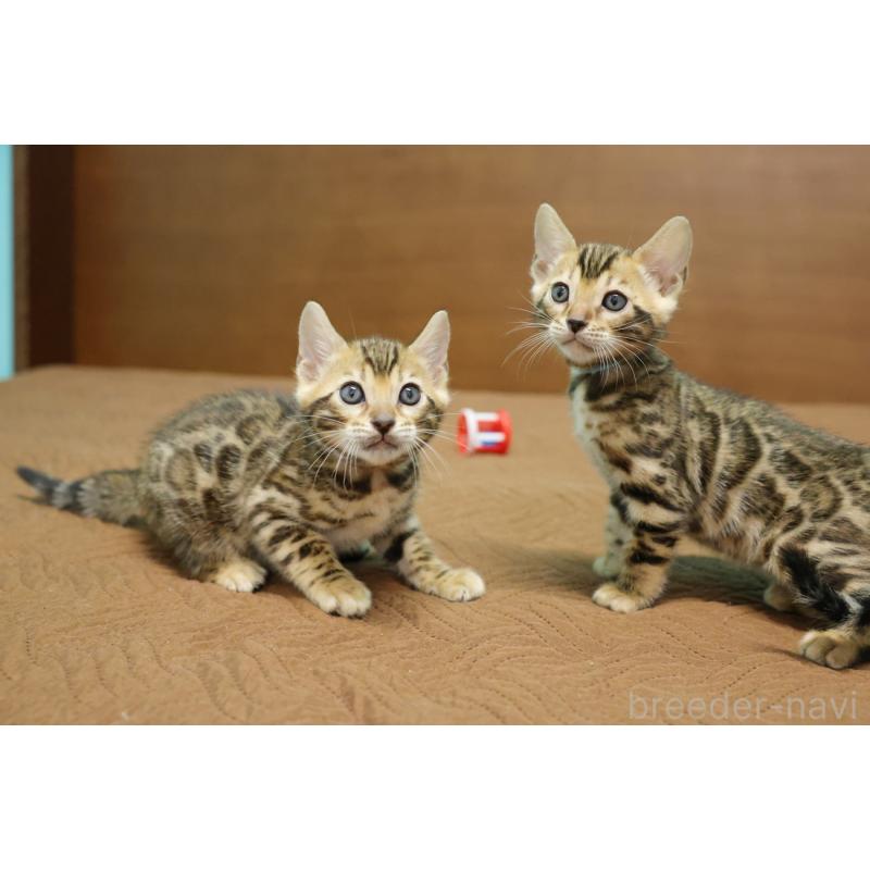 販売中の大阪府のベンガル-133682の2枚目