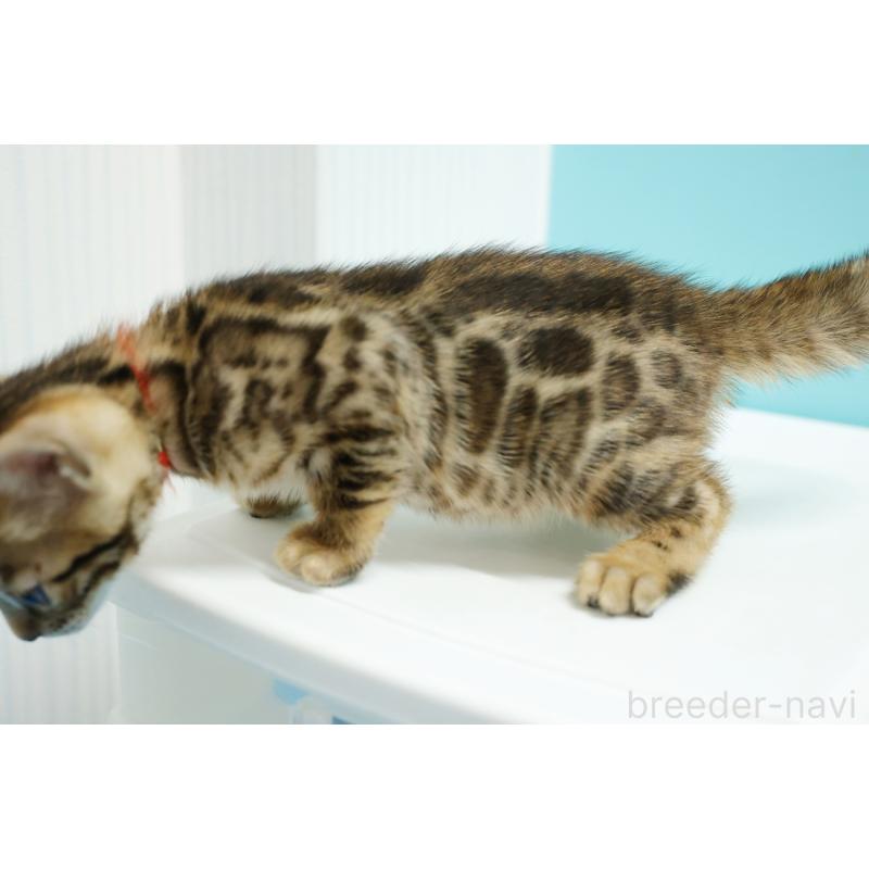 販売中の大阪府のベンガル-133681の5枚目