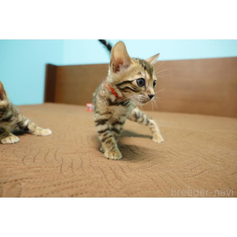 販売中の大阪府のベンガル-133681の4枚目