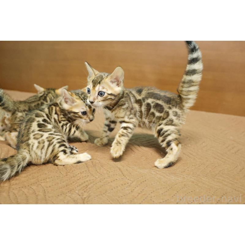 販売中の大阪府のベンガル-133681の3枚目