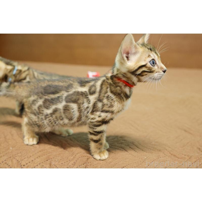 販売中の大阪府のベンガル-133681の2枚目