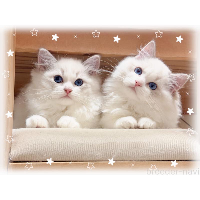 販売中の神奈川県のラグドール-131411