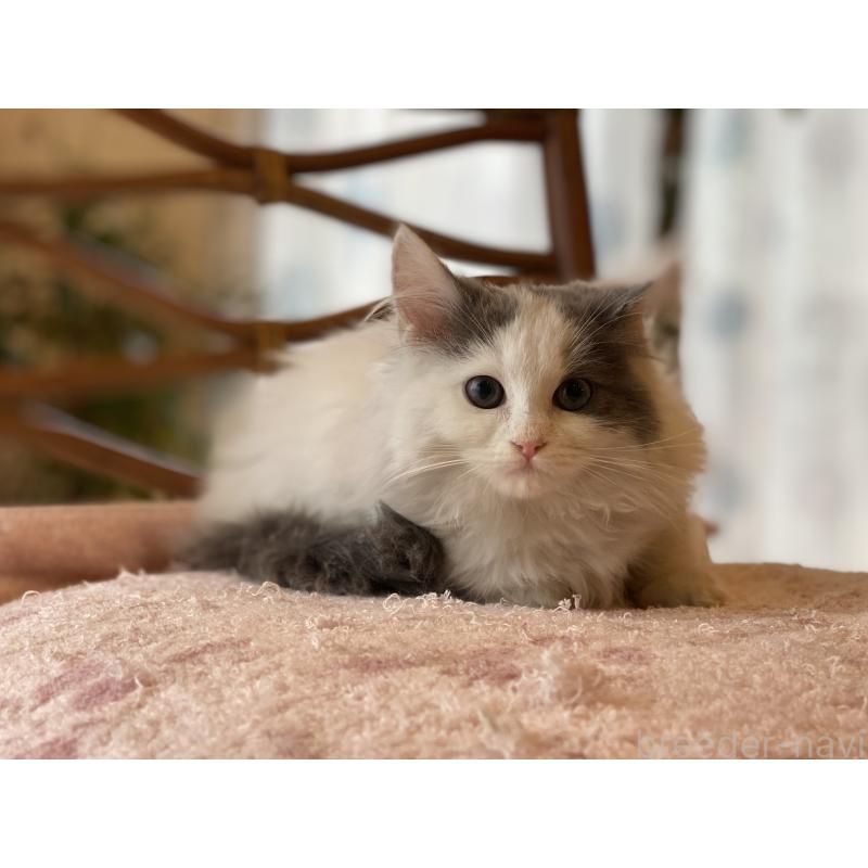 販売中の埼玉県のサイベリアン-133713の7枚目