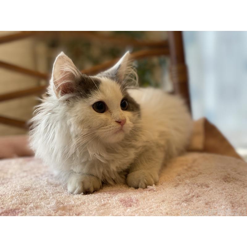 販売中の埼玉県のサイベリアン-133713の5枚目