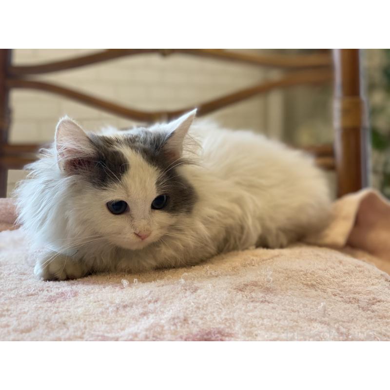 販売中の埼玉県のサイベリアン-133713の4枚目