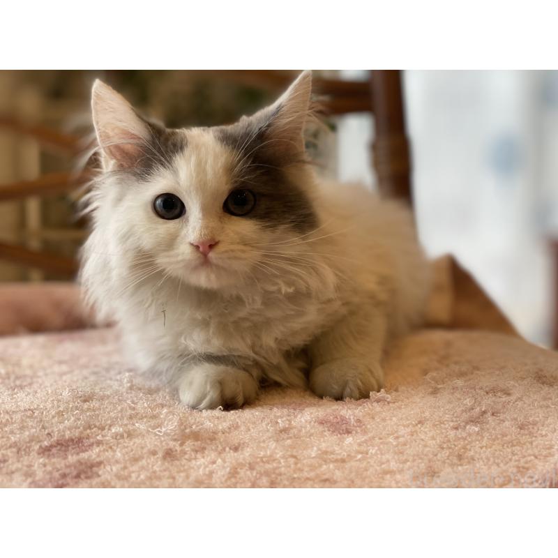 販売中の埼玉県のサイベリアン-133713の3枚目