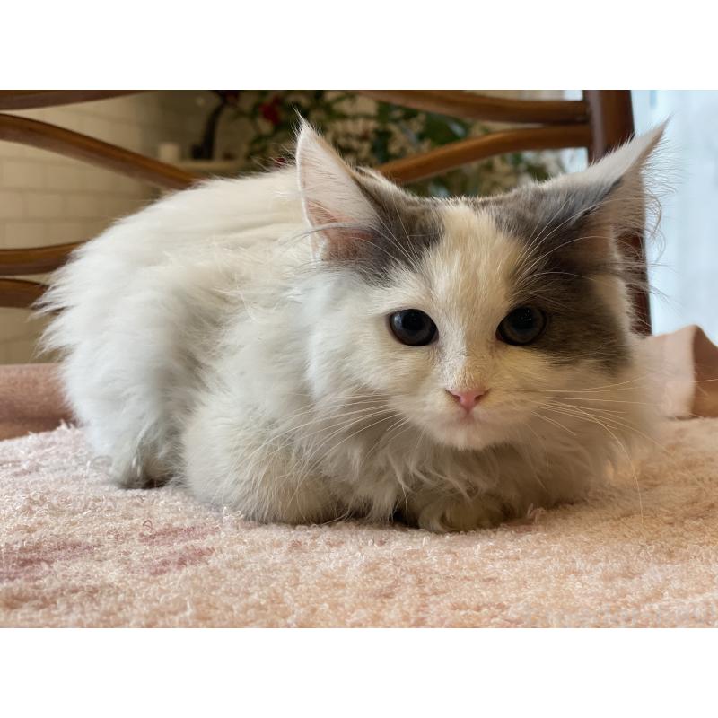 販売中の埼玉県のサイベリアン-133713の2枚目