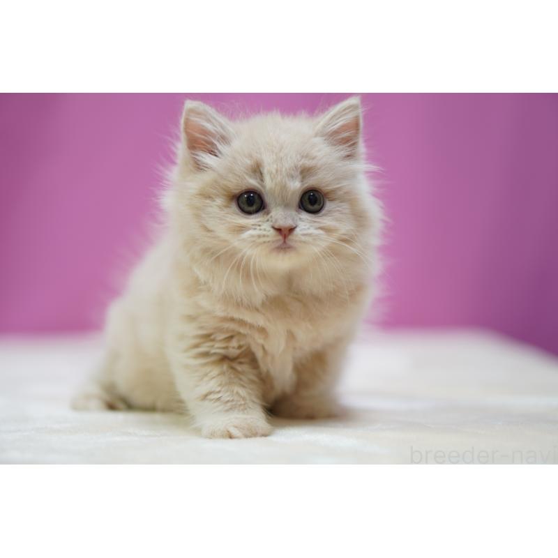 成約済の埼玉県のスコティッシュストレート-132991の5枚目