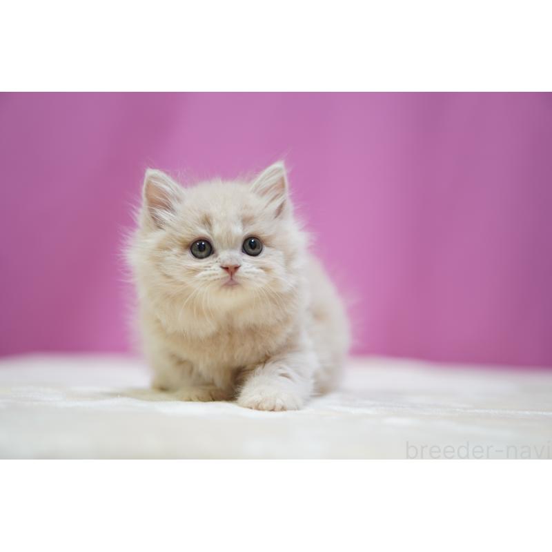 成約済の埼玉県のスコティッシュストレート-132991の4枚目