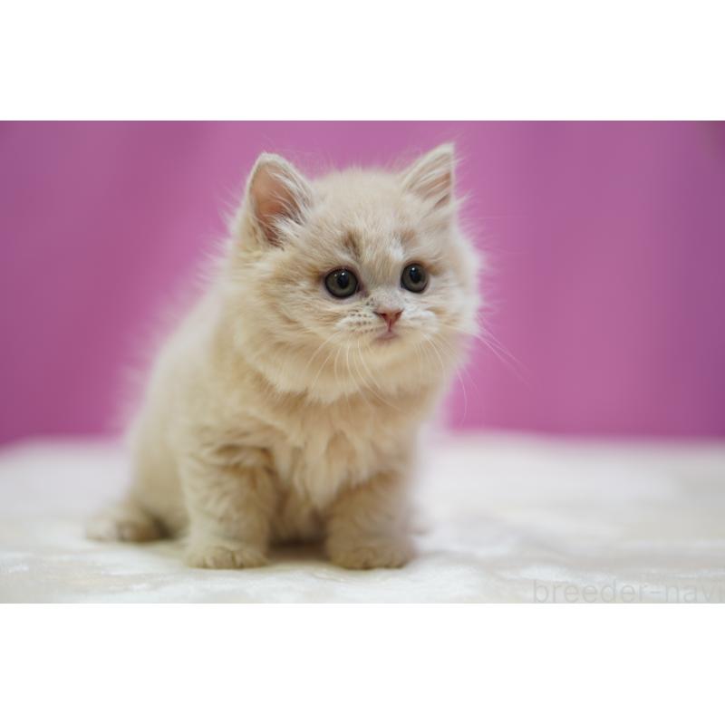 成約済の埼玉県のスコティッシュストレート-132991の3枚目