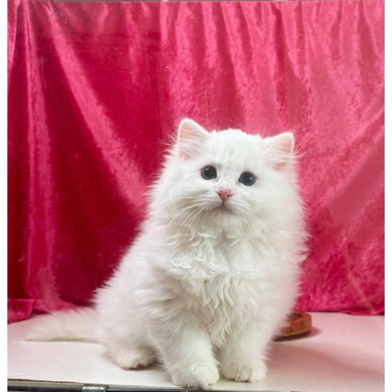 成約済の千葉県のサイベリアン-130327の3枚目