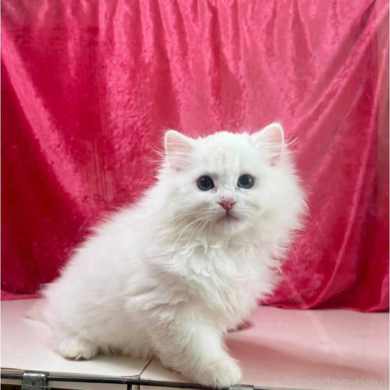 成約済の千葉県のサイベリアン-130327の2枚目