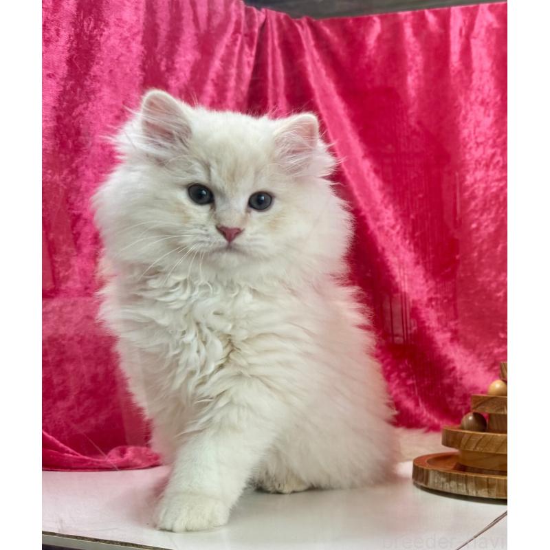 成約済の千葉県のサイベリアン-130326の3枚目