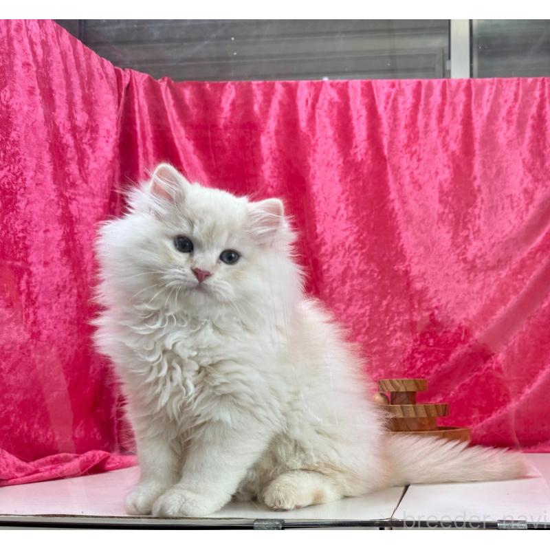 成約済の千葉県のサイベリアン-130326の2枚目