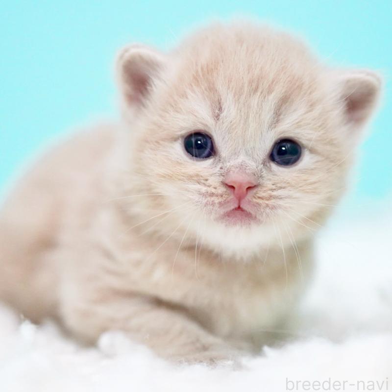 販売中の東京都のサイベリアン-133714の15枚目