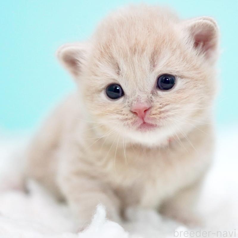 販売中の東京都のサイベリアン-133714の14枚目