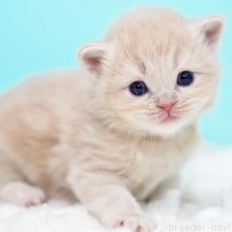 販売中の東京都のサイベリアン-133714の13枚目