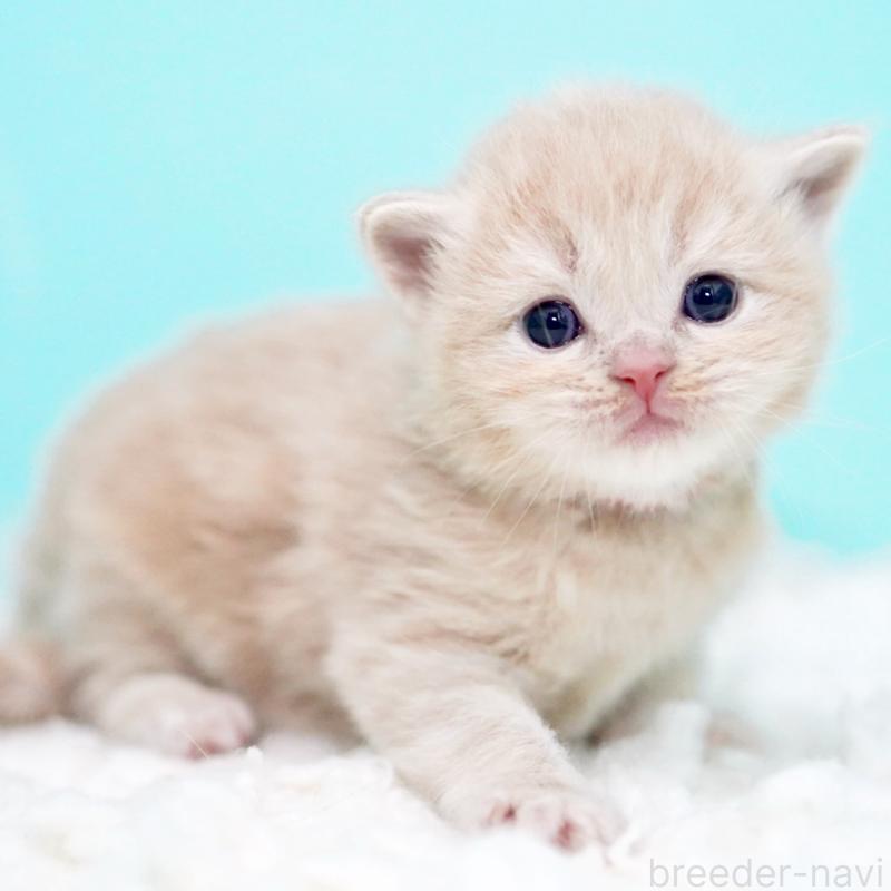 販売中の東京都のサイベリアン-133714の12枚目