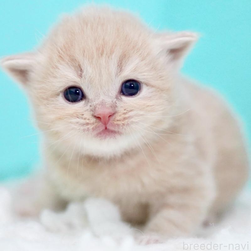 販売中の東京都のサイベリアン-133714の11枚目