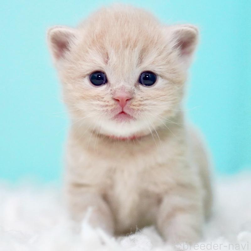 販売中の東京都のサイベリアン-133714の10枚目