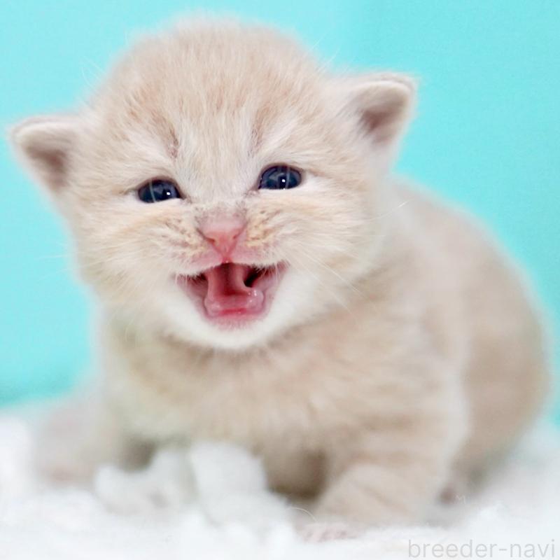 販売中の東京都のサイベリアン-133714の9枚目