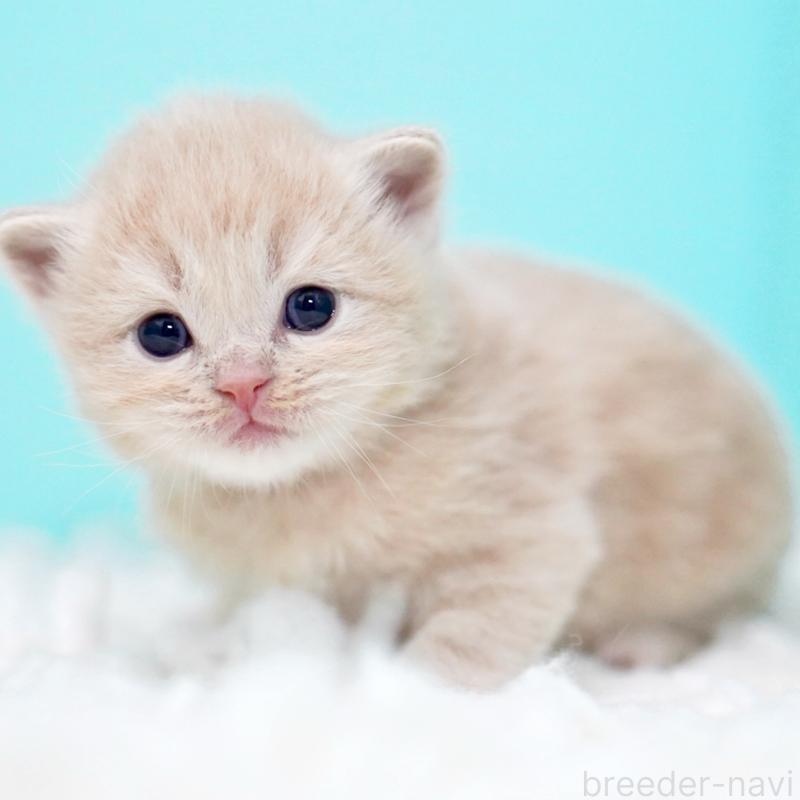 販売中の東京都のサイベリアン-133714の8枚目