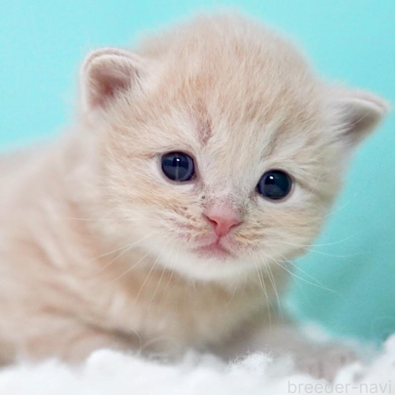 販売中の東京都のサイベリアン-133714の7枚目