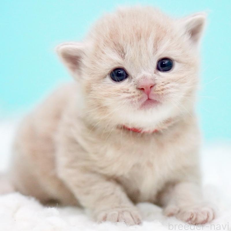 販売中の東京都のサイベリアン-133714の6枚目