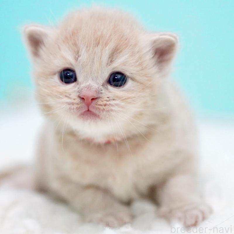 販売中の東京都のサイベリアン-133714の5枚目