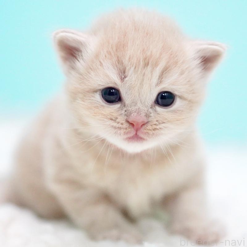 販売中の東京都のサイベリアン-133714の4枚目