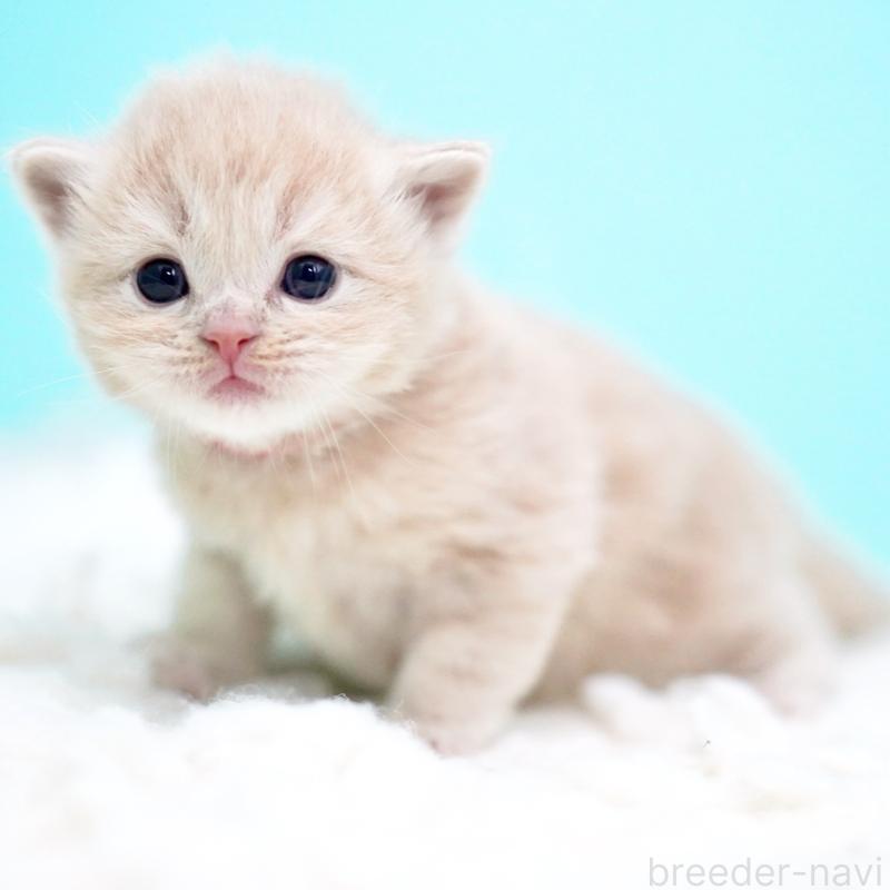 販売中の東京都のサイベリアン-133714の3枚目