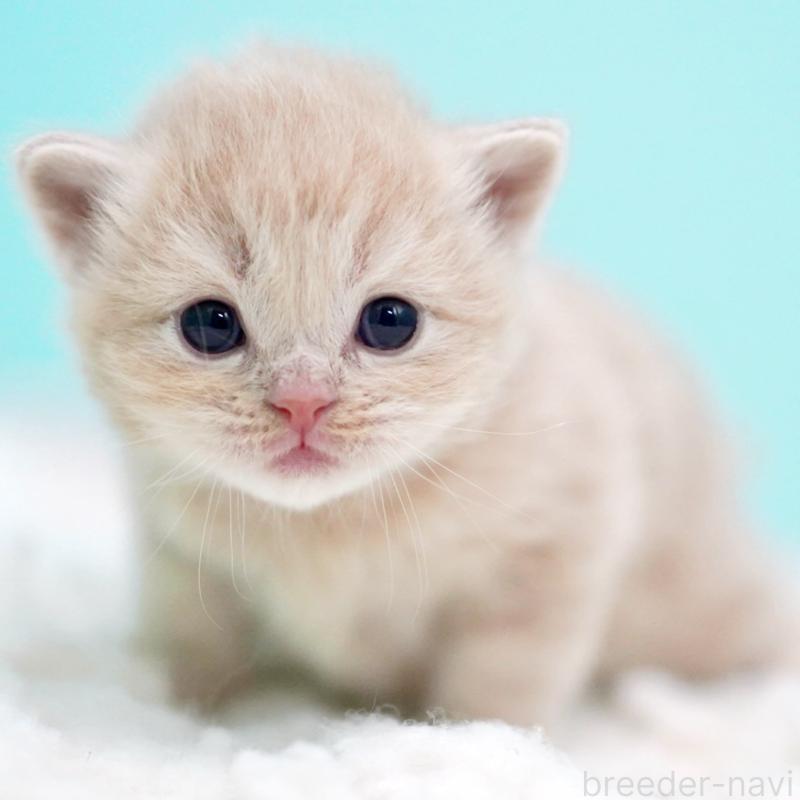 販売中の東京都のサイベリアン-133714の2枚目