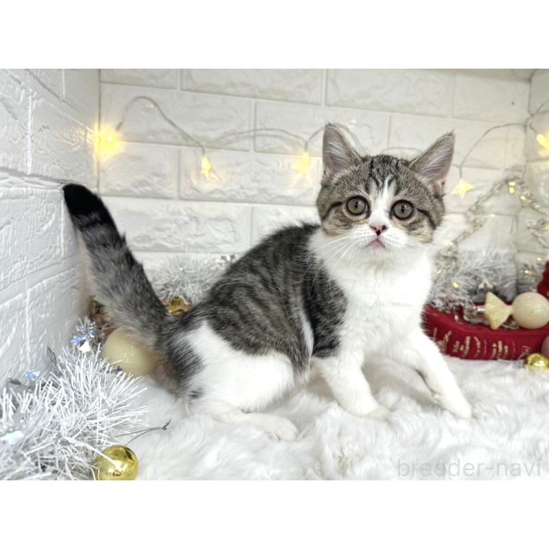 販売中の埼玉県のミヌエット-133715の1枚目