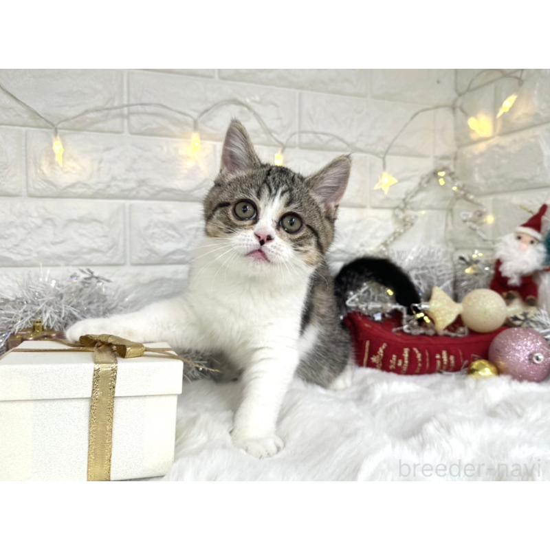 販売中の埼玉県のミヌエット-133715の6枚目